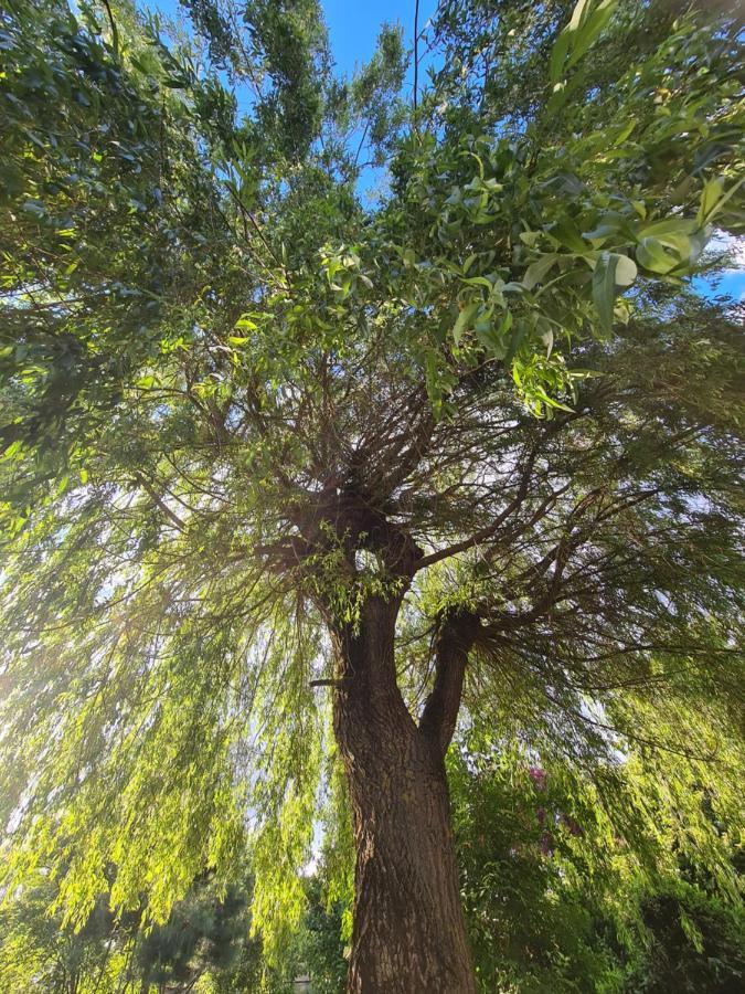 Le Tonneau Insolite Du Souffle Du Saule Buhl-Lorraine Kültér fotó